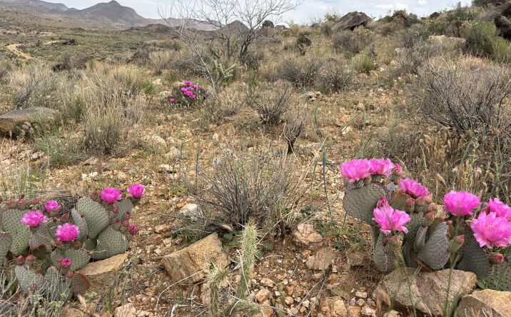 Pictures of Land property located at 254-24-002 Mica, Kingman, AZ 86401 for sales - image #1