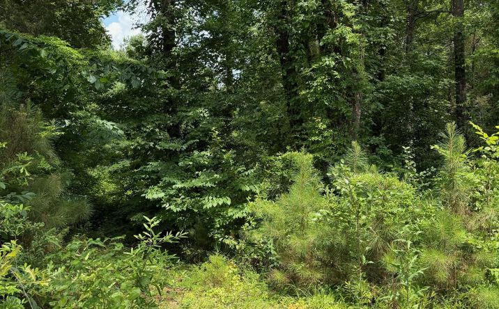 Pictures of Land property located at Hunter Ridge Road, Meridian, MS 39301 for sales - image #1