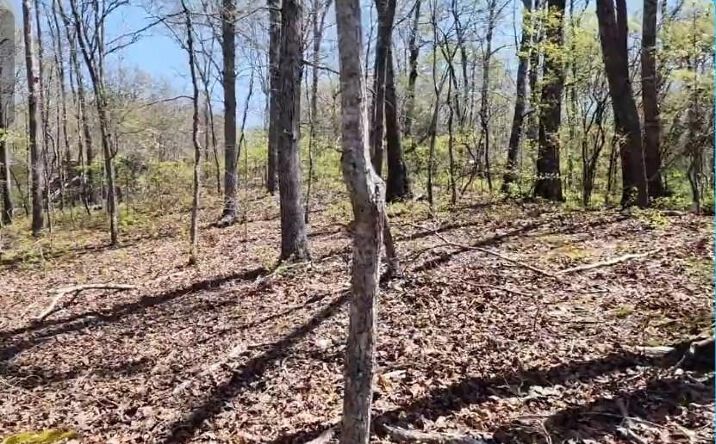 Pictures of Land, Multifamily property located at 117 Chinkapin Cv, Sugar Tree, TN 38380 for sales - image #1