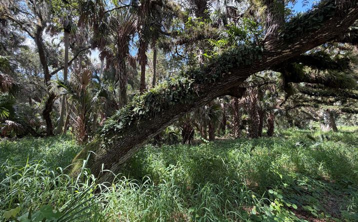 Pictures of Land property located at 16477 NW 192nd Street, Okeechobee, FL 34972 for sales - image #1