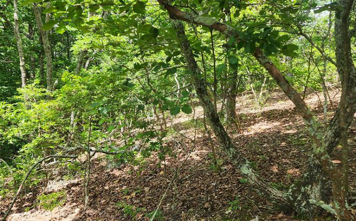 Pictures of Land, Multifamily property located at Fan Cove, Holladay, TN 38341 for sales - image #1