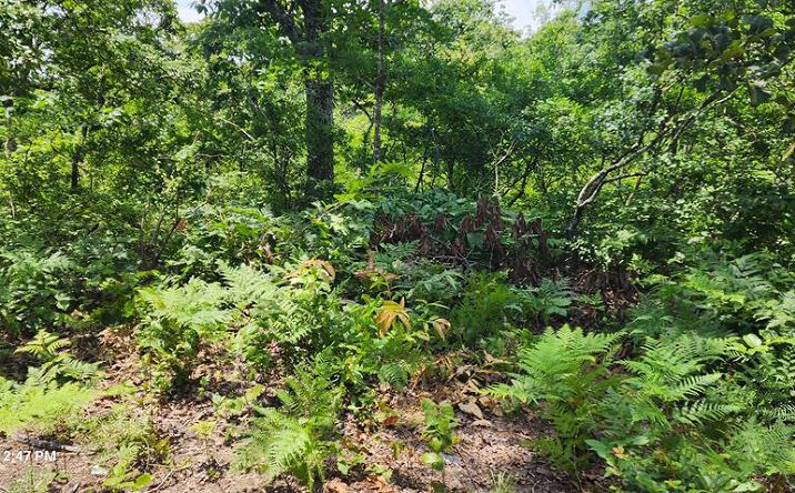 Pictures of Land, Multifamily property located at Dogwood Cv, Holladay, TN 38341 for sales - image #1