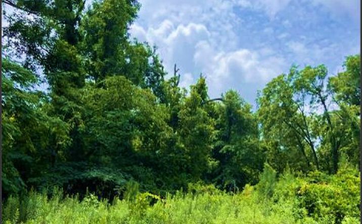 24.46 Acres in Winston County, Louisville
