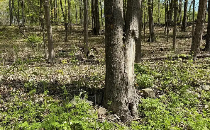 Pictures of Land property located at 120 Floyd Ackert Road, Esopus, NY 12429 for sales - image #1