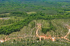 33925192