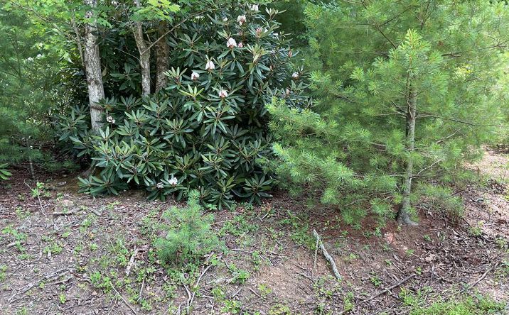 Pictures of Land, Multifamily property located at 555 Evergreen Trail, Fancy Gap, VA 24328 for sales - image #1