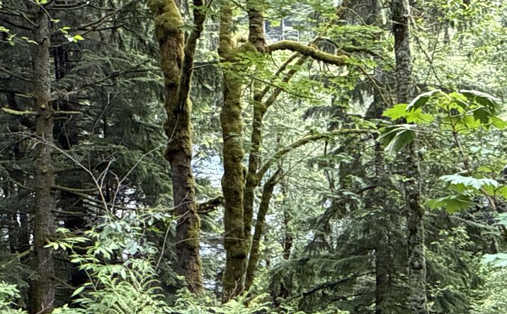 Pictures of Land property located at 376 XX E Lake Walker Dr SE, Enumclaw, WA 98022 for sales - image #1