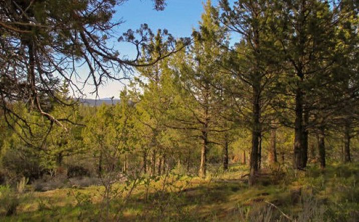 Pictures of Land property located at 0 Pearson Butte Trail, 16, Klamath Falls, OR 97603 for sales - image #1