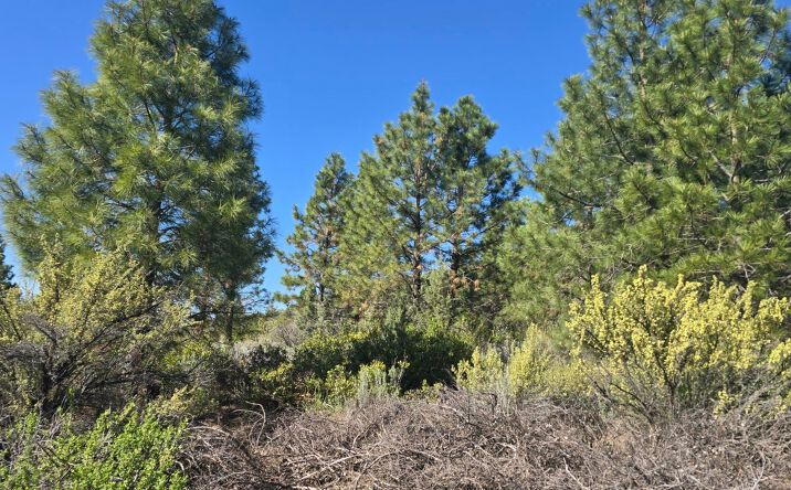 Pictures of Land property located at 0 Cote Canyon, 47&48, Sprague River, OR 97639 for sales - image #1