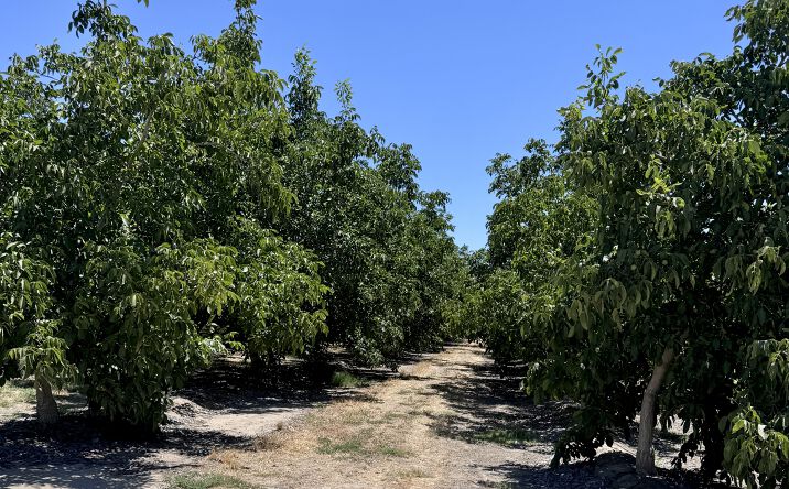 Pictures of Land property located at SEC Ave. 12 & Rd. 21 1/2, Madera, CA 93637 for sales - image #1