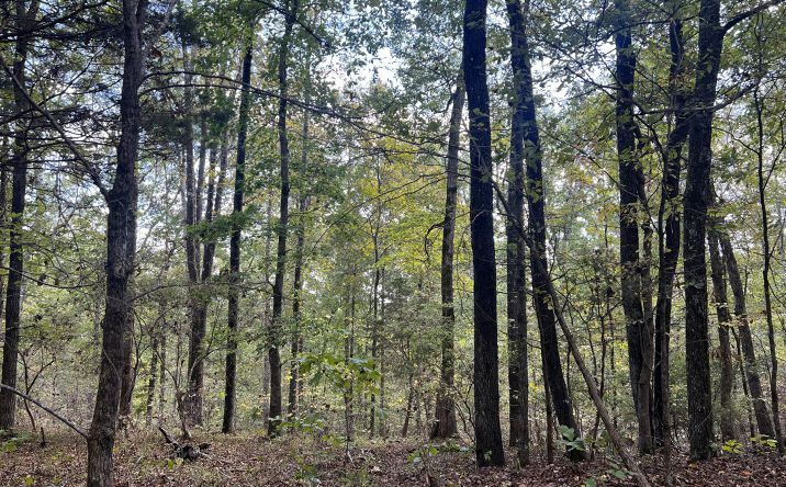 Pictures of Land property located at 4600 Silerton Road, Henderson, TN 38340 for sales - image #1