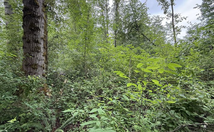 Pictures of Land property located at 1810 South 27th Street, Renton, WA 98055 for sales - image #1
