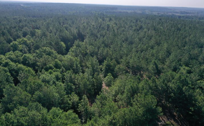 Pictures of Land property located at Jones Spring Church Road, Ellerbe, NC 28338 for sales - image #1