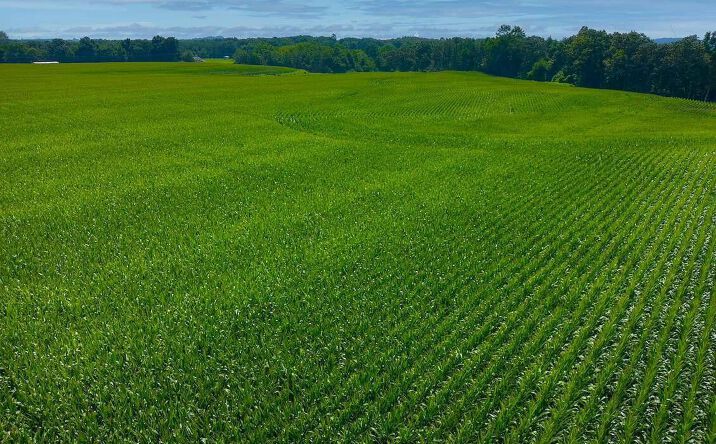 Pictures of Land property located at State Route 22A S, Henderson, TN 38340 for sales - image #1