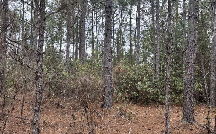 Pictures of Land property located at OPP47, Polk City, FL 33868 for sales - image #1