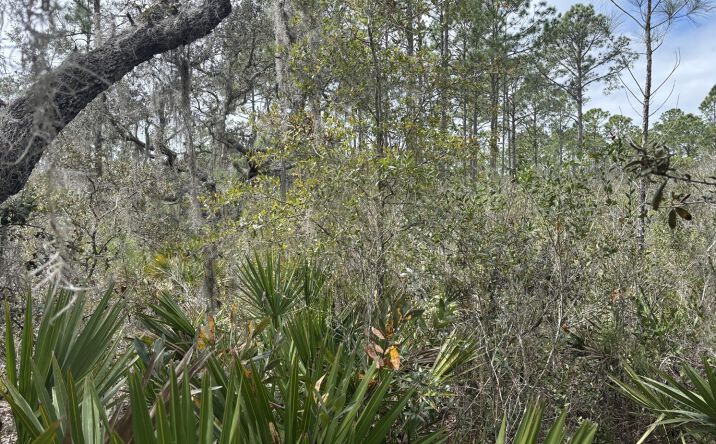Pictures of Land property located at OPP192, Polk City, FL 33868 for sales - image #1