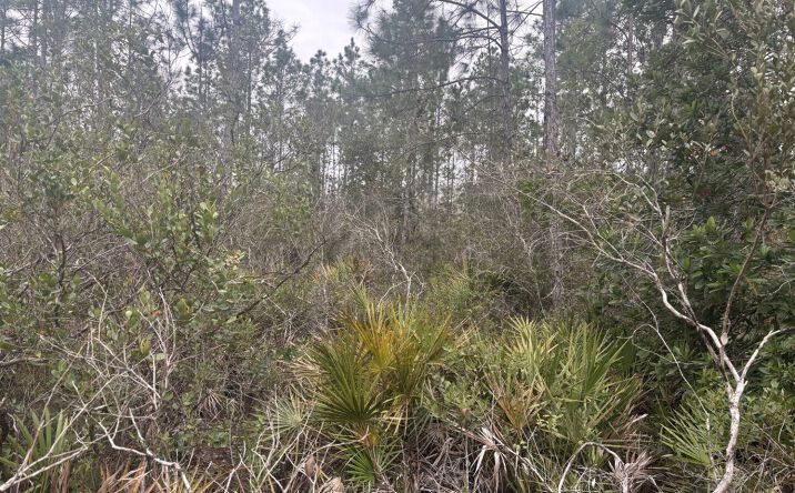 Pictures of Land property located at OPP168, Polk City, FL 33868 for sales - image #1