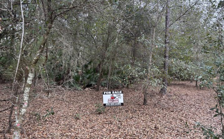 Pictures of Land property located at OPP115, Polk City, FL 33868 for sales - image #1