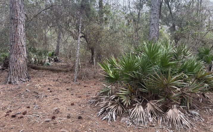 Pictures of Land property located at Polk City, Polk City, FL 33868 for sales - image #1