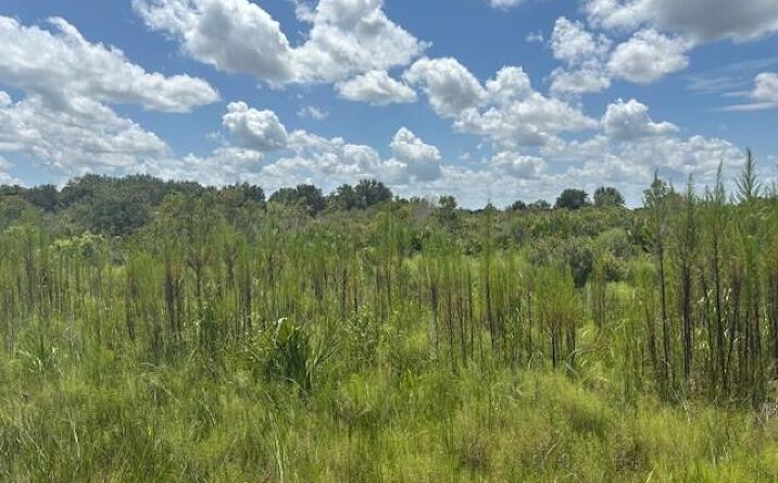 Pictures of Land property located at NW 314th St, Okeechobee, FL 34972 for sales - image #1