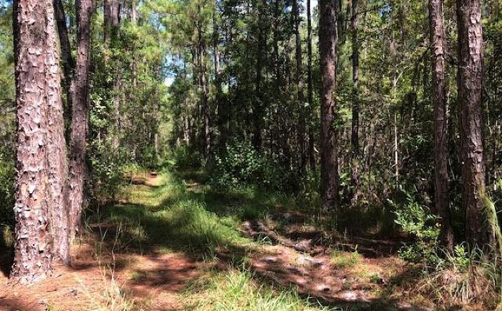 Pictures of Land property located at Polk City, Polk City, FL 33868 for sales - image #1