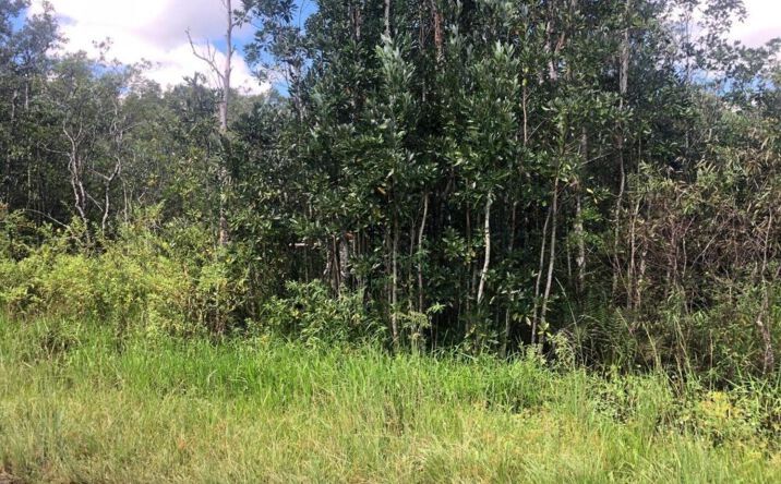 Pictures of Land property located at SWEET HILL ROAD, Polk City, FL 33868 for sales - image #1