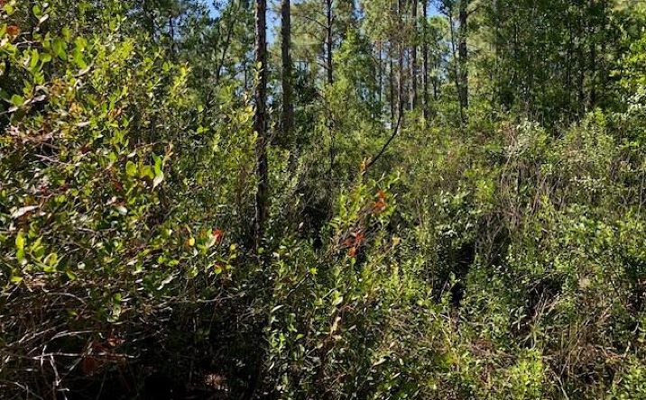 Pictures of Land property located at OPP28, Polk City, Polk City, FL 33868 for sales - image #1