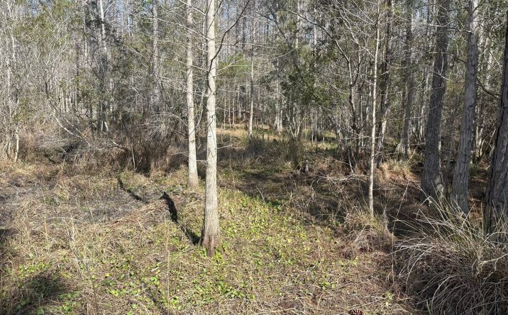 Pictures of Land property located at Old Grade Road, Polk City, FL 33868 for sales - image #1