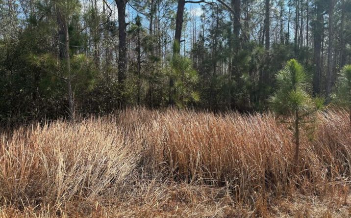 Pictures of Land property located at OPP117, Polk City, FL 33868 for sales - image #1