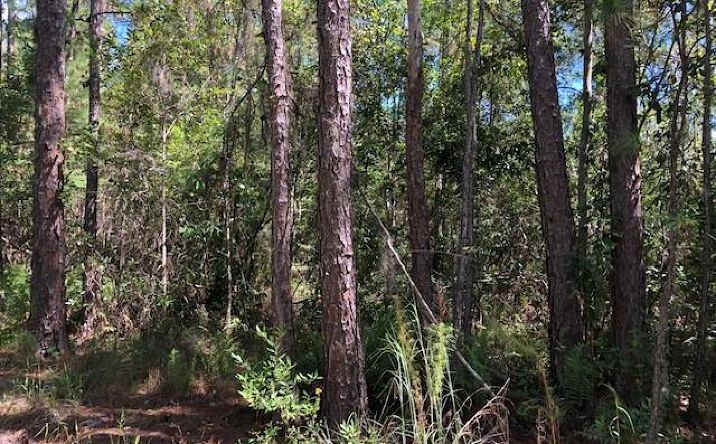 Pictures of Land property located at OPP171 Polk City, Polk City, FL 33868 for sales - image #1