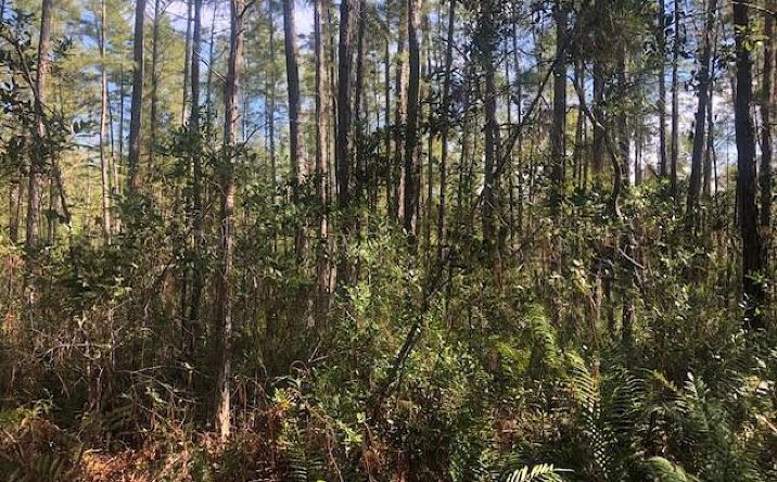 Pictures of Land property located at OPP170 Polk City, Polk City, FL 33868 for sales - image #1