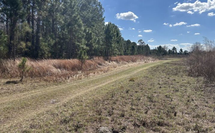 Pictures of Land property located at Old Grade Rd, Polk Cit, FL 33868 for sales - image #1