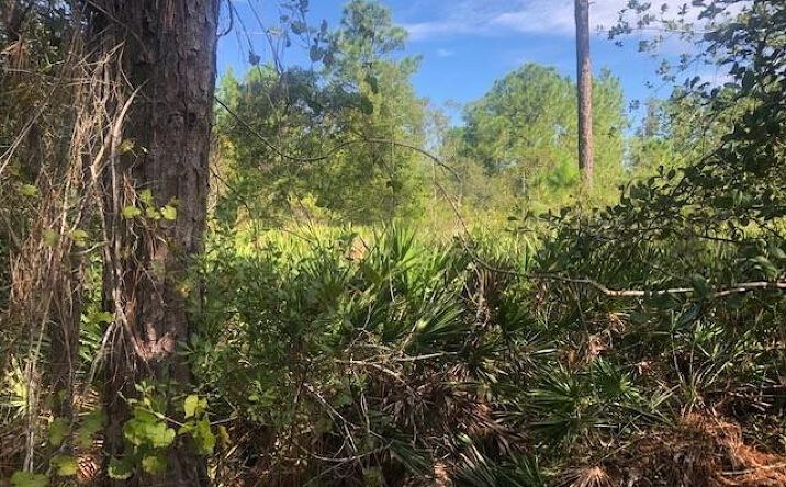 Pictures of Land property located at OPP205 Polk City, Polk City, FL 33868 for sales - image #1