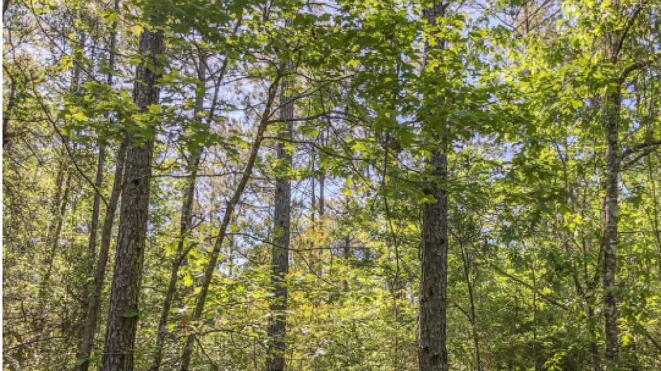 61 Acres Devers Woods Tract 4, Devers, TX 77538 Land for Sale 61