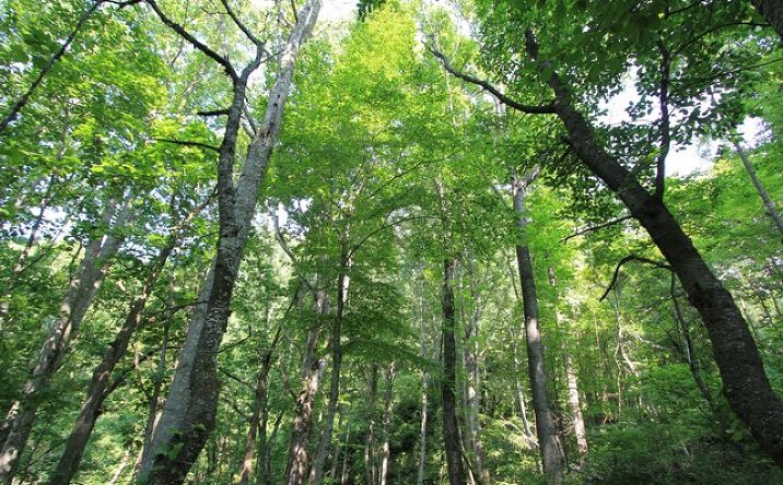 Pictures of Land, Multifamily property located at 108 Point Lookout Ln., Independence, VA 24348 for sales - image #1