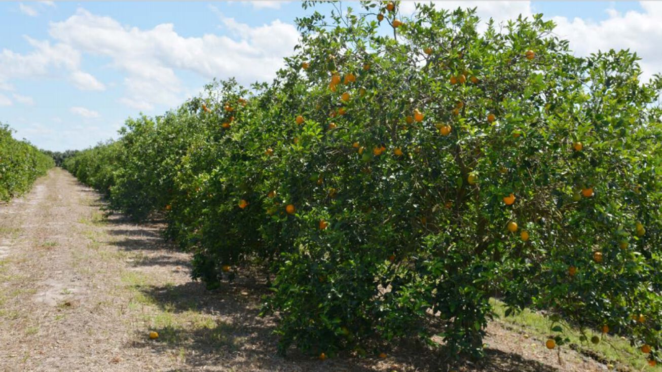 14955 113th Street, Fellsmere, FL 32948