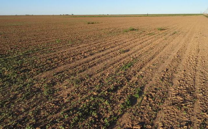 Pictures of Land property located at County Rd 4101, Ackerly, TX 79713 for sales - image #1