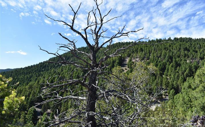 Pictures of Land property located at TBD Meadow Gulch Road, Butte, MT 59701 for sales - image #1