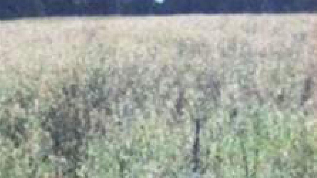 Tract 6 Hwy 259, Longview, TX 75605