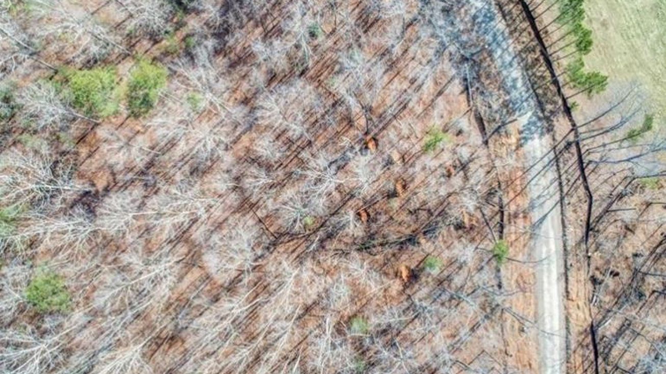 0000 Ridgeway Church Road, Ellijay, GA 30540 Land for Sale 0000