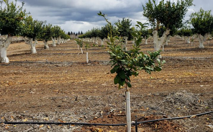 Terra Bella Lemon Orchard, Tulare, CA 93274 | Crexi.com