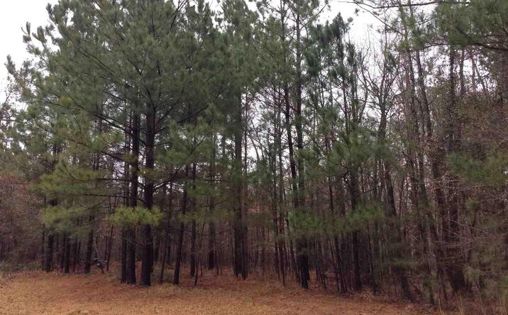 Pictures of Land property located at Ferris Mountain Dr, Fordyce, AR 71742 for sales - image #1