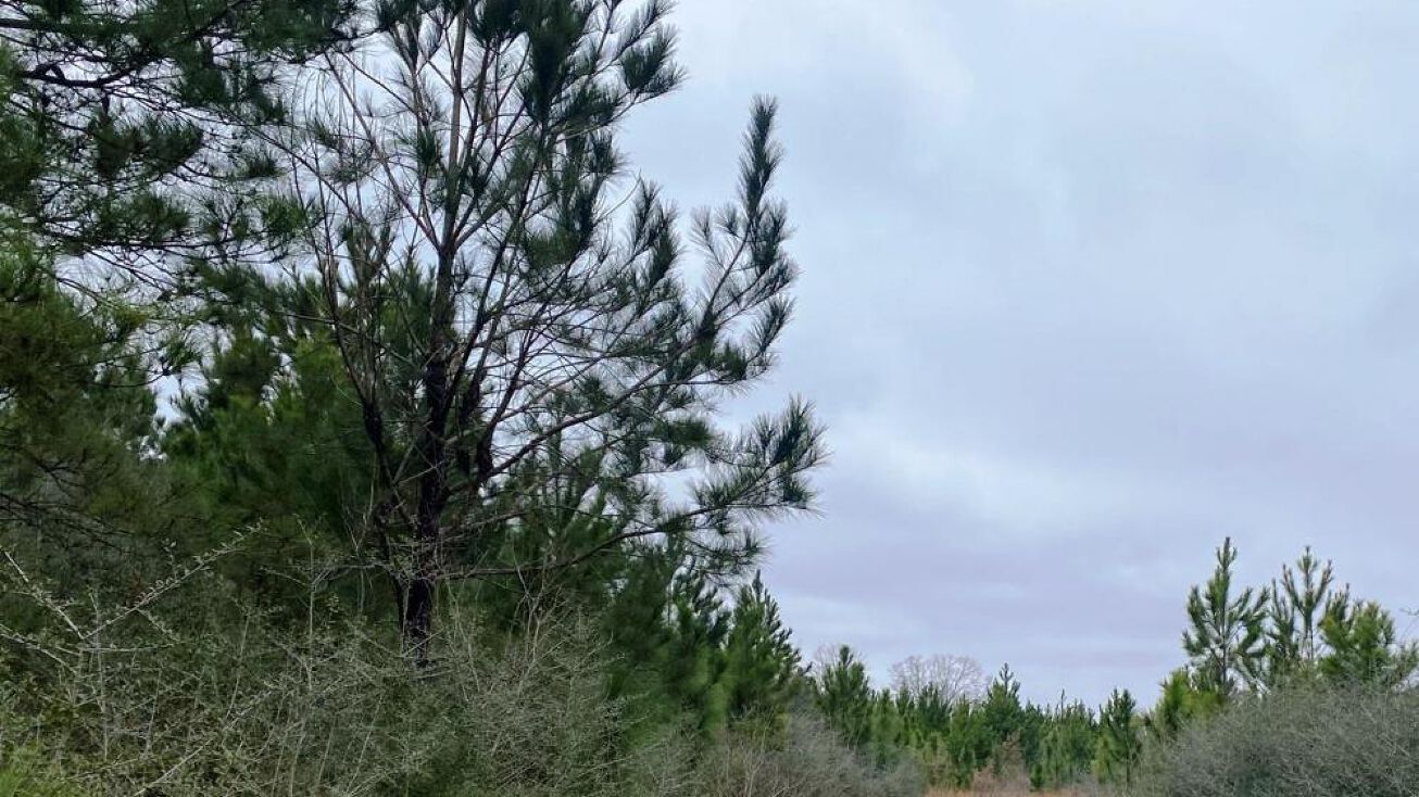 2272 Purvis Baxterville Road, Lumberton, MS 39455