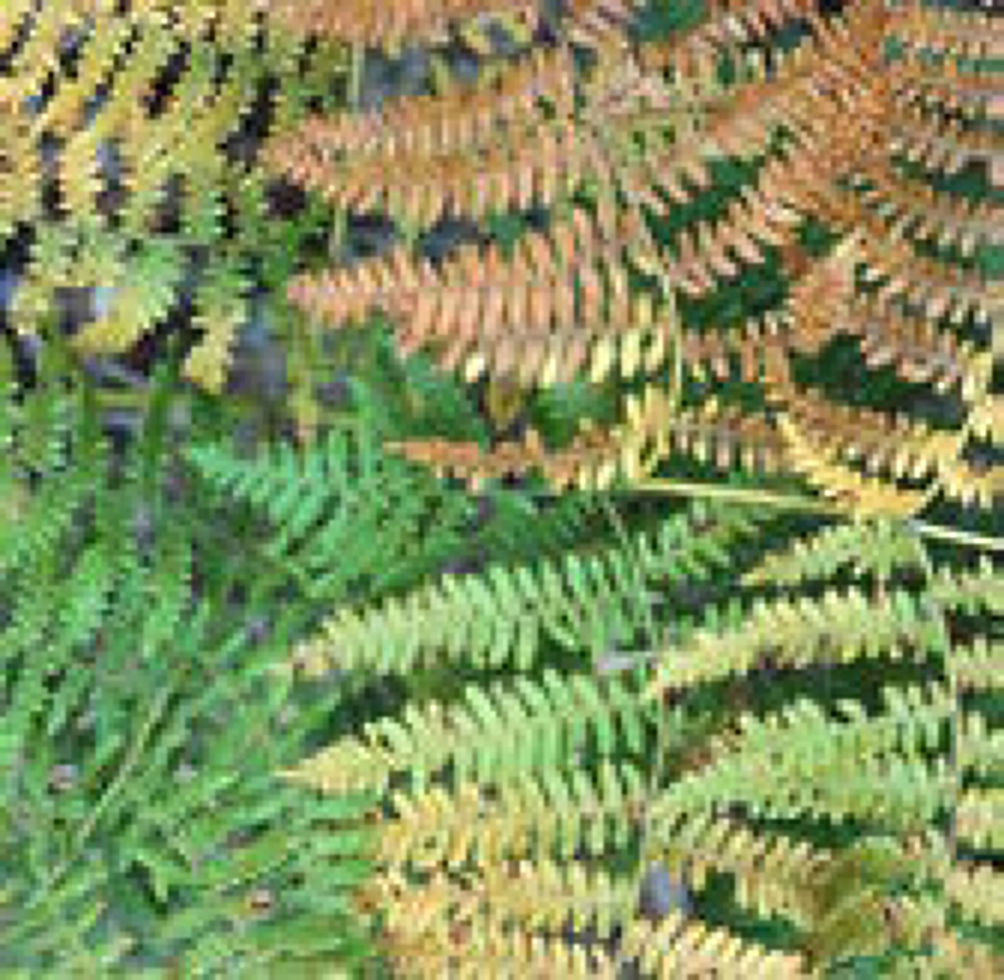 Image of lush green and yellow ferns covering the land at 7701 Washington Avenue, Houston, TX.