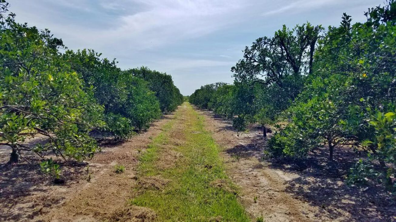 Mineral Branch Rd, Zolfo Springs, FL 33890 Land for Sale Mineral