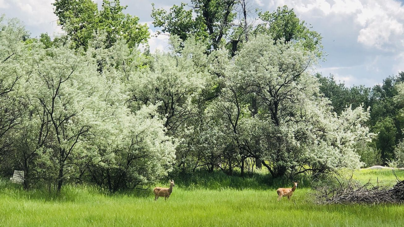 Lot 11a Lower River Road, Great Falls, MT 59405 Land for Sale Lot