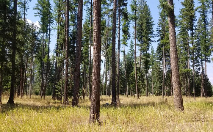 Pictures of Land property located at 79 Fallen Bear Lane, Libby, MT 59923 for sales - image #1