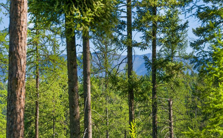 Pictures of Land property located at 234 Trading Post Trail, Bigfork, MT 59911 for sales - image #1