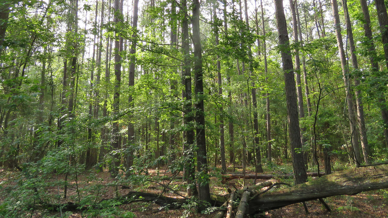 7580 S. County Road 53, Madison, FL 32340, Madison, FL 32340 Land for