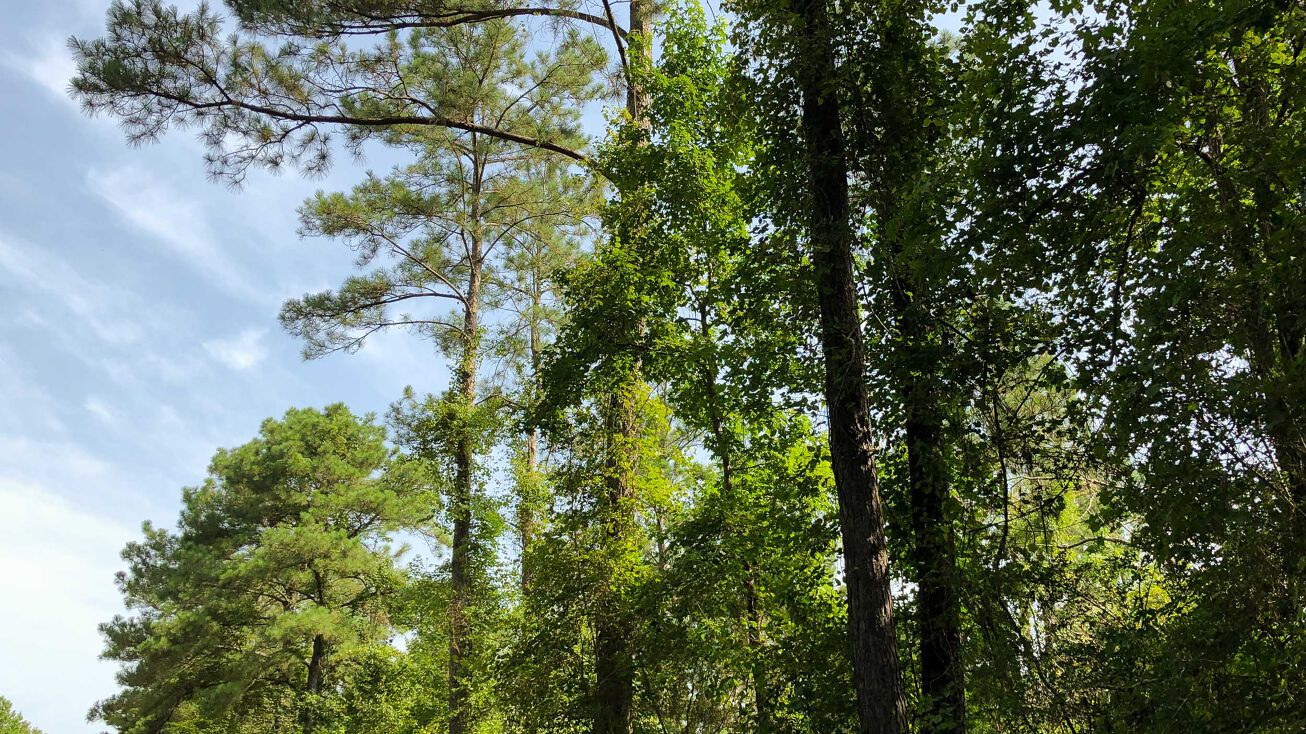 CR 2800, Colmesneil, TX 75938 Land for Sale 115 Acres Mann’s Chapel